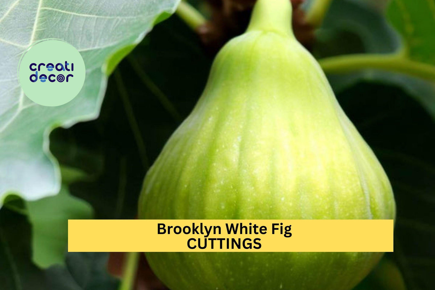 Brooklyn White Fig – 2 Cuttings + Bonus Willow Water | Rare Fig Tree Variety for Rooting & Growing in Pots, Orchards, or Garden Beds