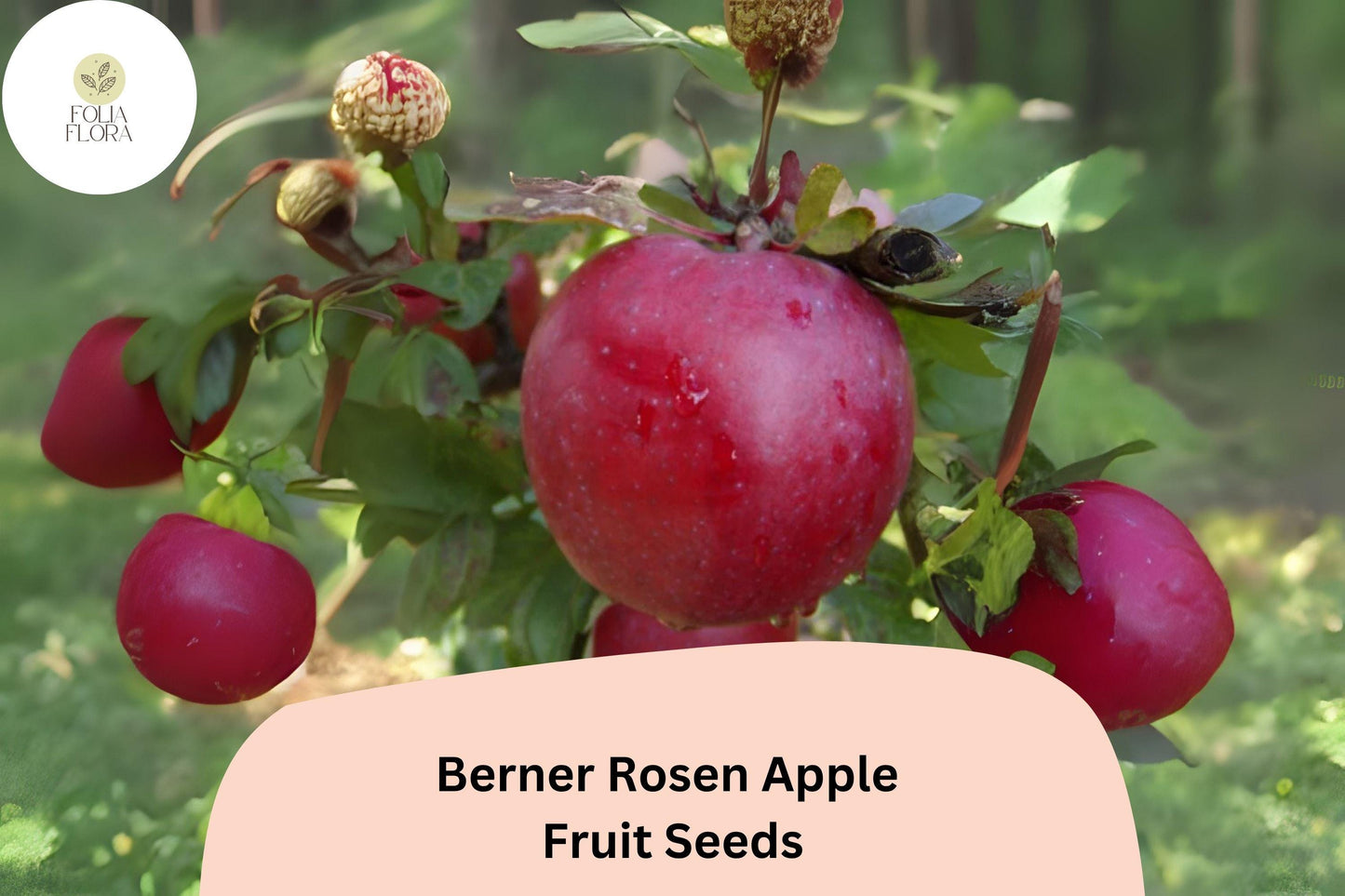 25+ Berner Rosen Apple Seeds for Planting | Swiss Heirloom Apple Tree | Sweet Aromatic Fruit | Rare Garden Orchard Seeds