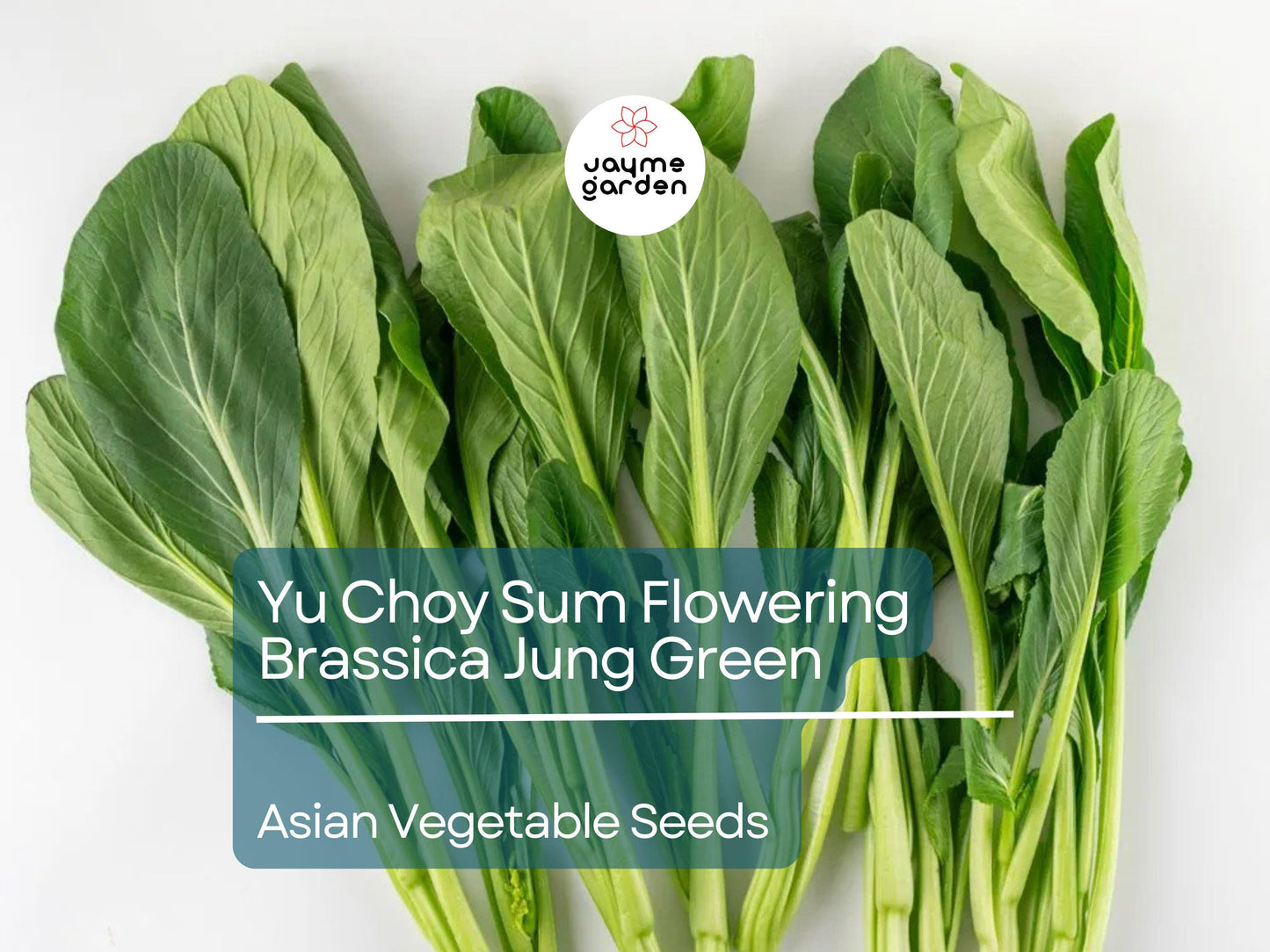500mg Yu Choy Sum Seeds - Flowering Brassica Jung Green - Heirloom Non-GMO Asian Green for Stir-Fries, Soups, & Gardening