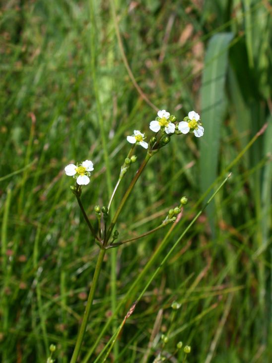Alisma Triviale Seeds (300) Northern Water Plantain β Native Aquatic Wetland Plant, Pond & Bog Garden