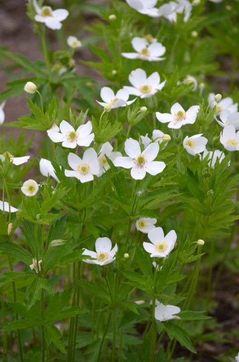 Anemone Canadensis Seeds (100) Canada Anemone β Native Perennial Wildflower, White Blooms, Groundcover Plant