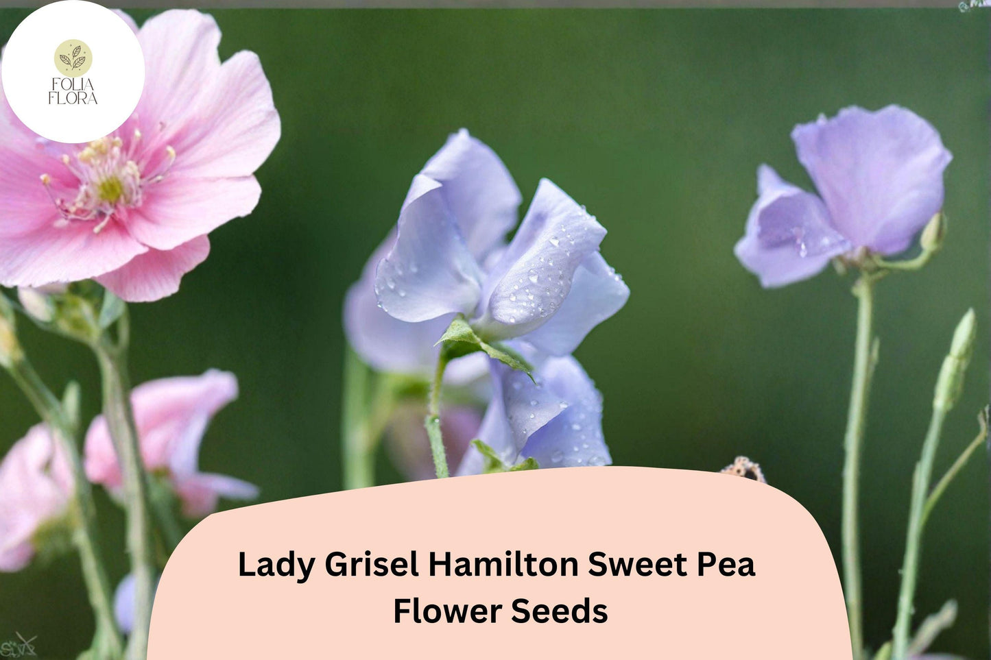 50+ Lady Grisel Hamilton Sweet Pea Seeds | Fragrant Lavender Flower for Garden Trellis
