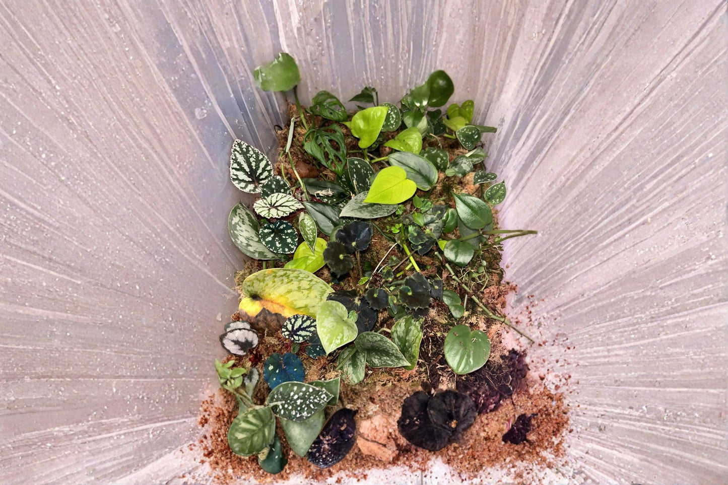 Mystery Cuttings Box Over 10 Cuttings Assorted Unrooted Plant Variety