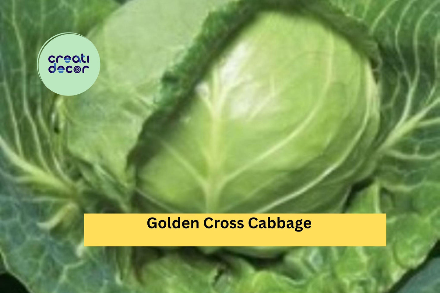 Golden Cross Cabbage Plants | Set of 4 Live 6-Inch Starters | Brassica oleracea Compact Cabbage Variety for Garden Growing