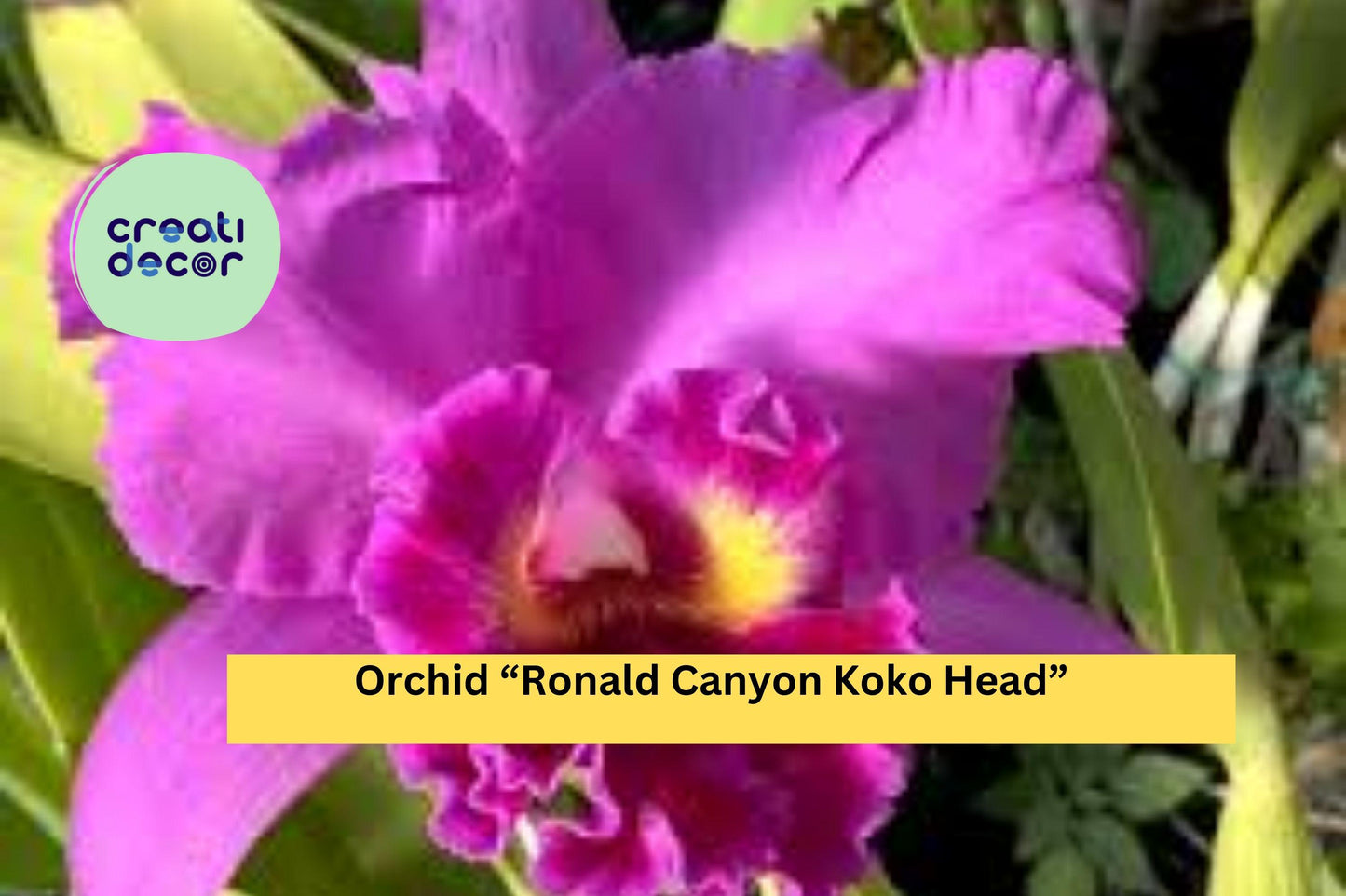 Orchid Plant ‘Ronald Canyon Koko Head’ | 1 Bare Root Live Seedling | Exotic Hybrid Orchid Starter for Indoor Growing