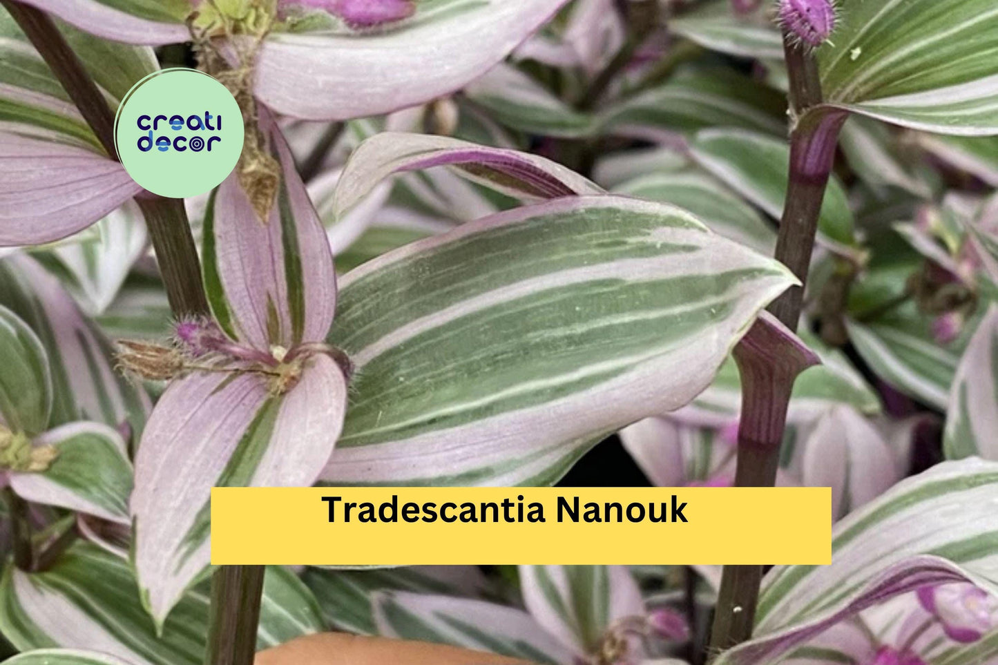 Tradescantia Nanouk | 2 Rooted Cuttings | Live Indoor Trailing Houseplant | Pink Green Foliage Plant