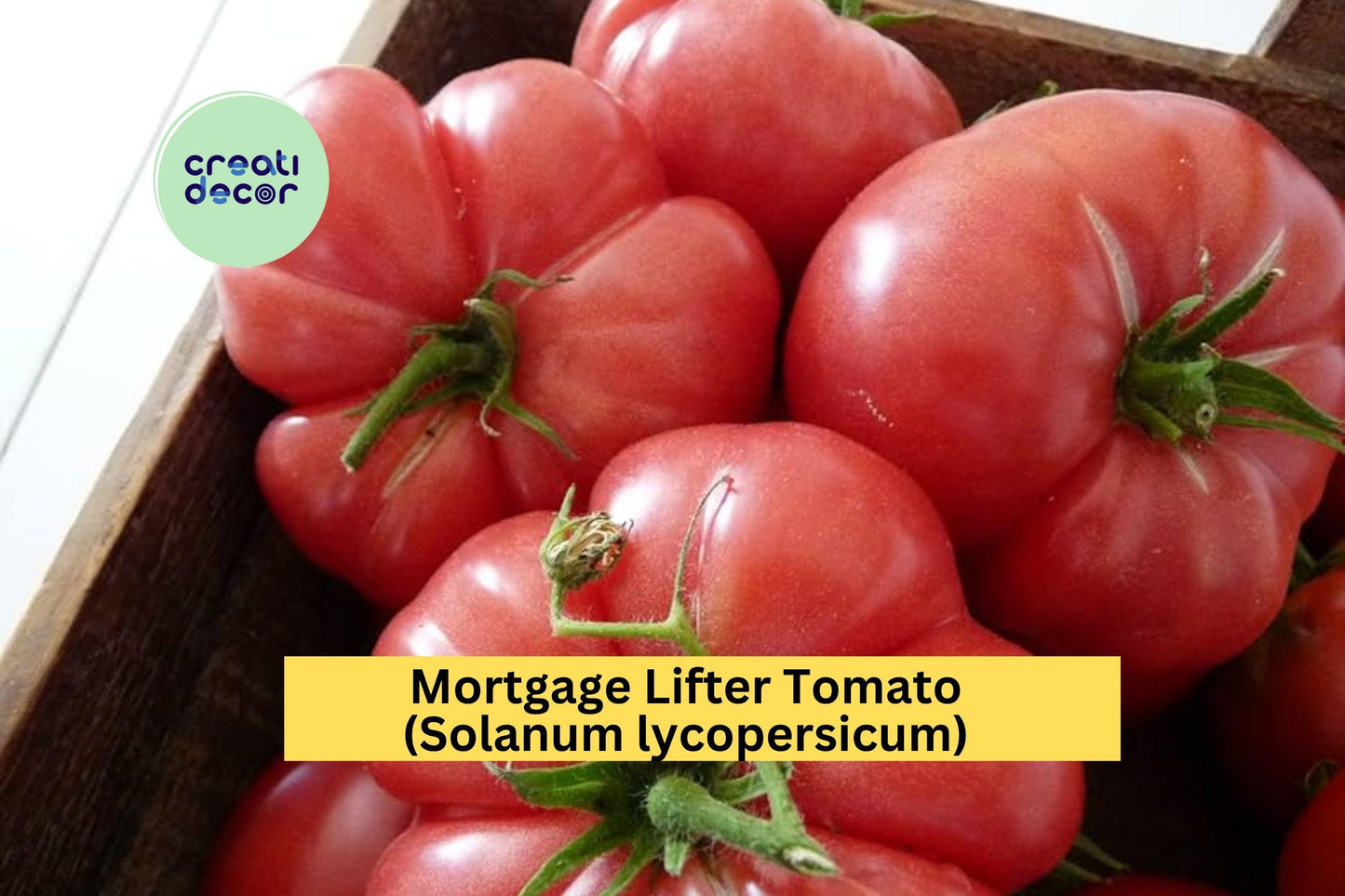 Mortgage Lifter Tomato Plants | Lot of 4 Live Heirloom Starters | 6–10 Inch Garden Plants