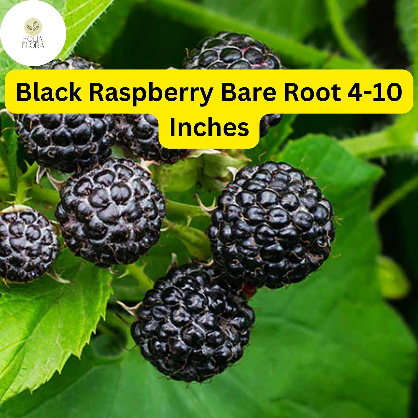 10 Bare Root Starter Plants Black Raspberry Plant, Mysore Rubus niveus, Perennial
