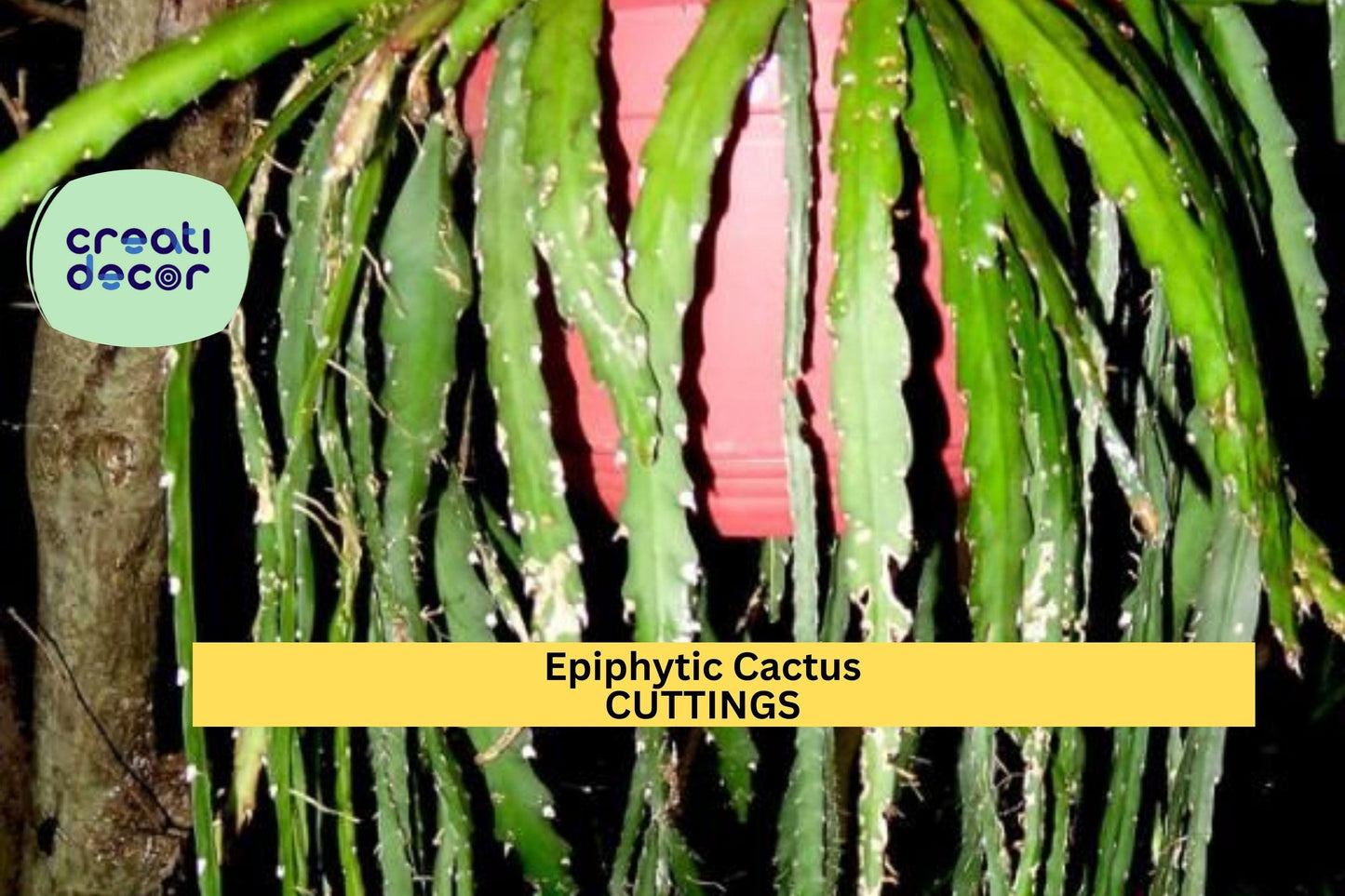 4 Lepismium cruciforme Cuttings – 4” Epiphytic Cactus Stems | White Blooming Trailing Plant for Hanging Baskets or Shaded Gardens