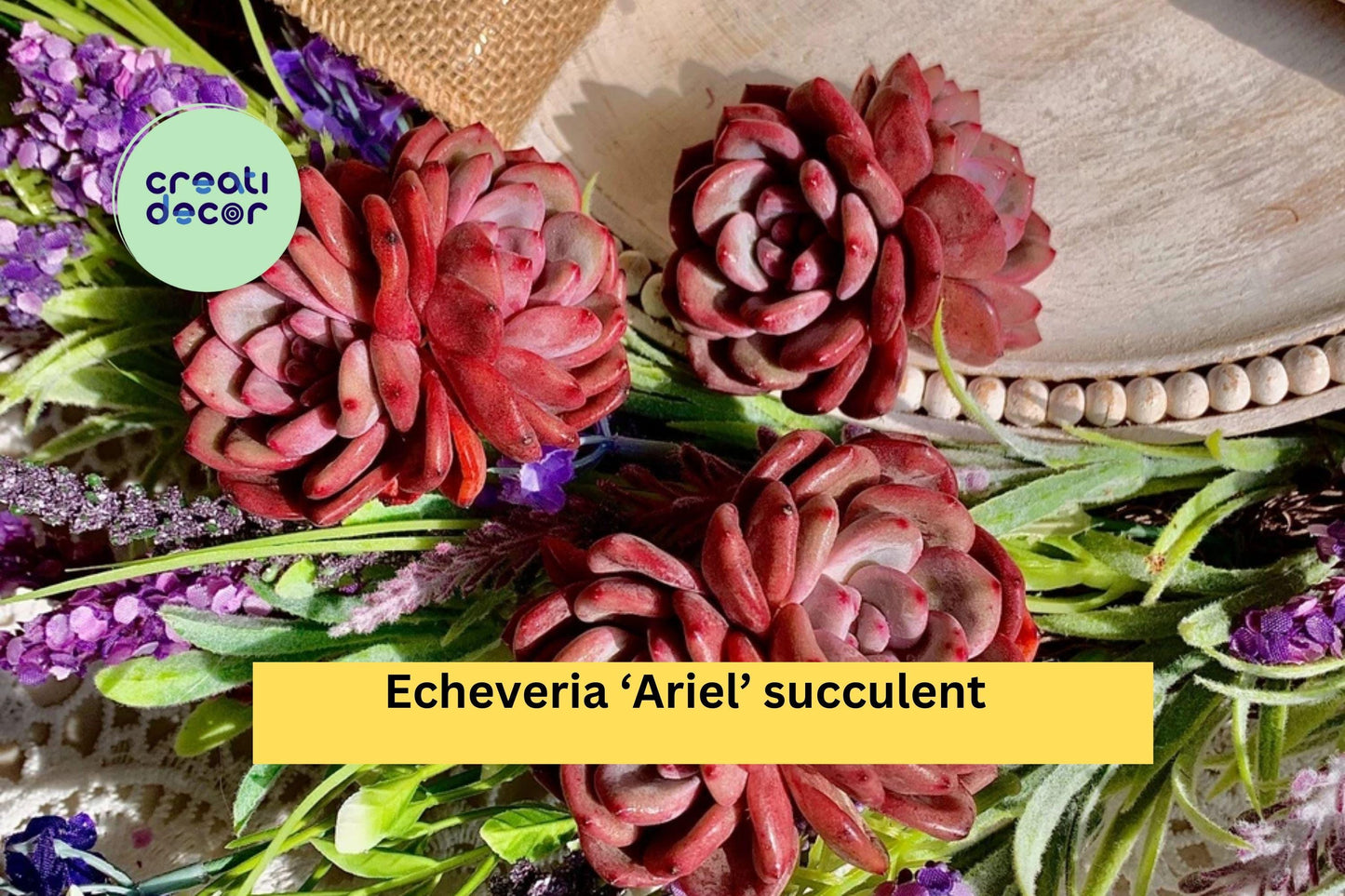 Echeveria ‘Ariel’ Succulent | Live Bare Root Plant | Easy Care Rosette Succulent for Indoor Pots, Containers, or Rock Gardens