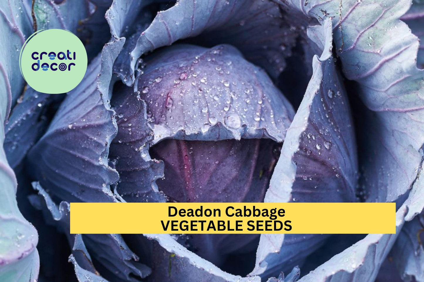 500+ Deadon Cabbage Seeds – Winter-Hardy Savoy-Style Heads for Garden Planting, Crisp Texture & Purple-Green Color – USA