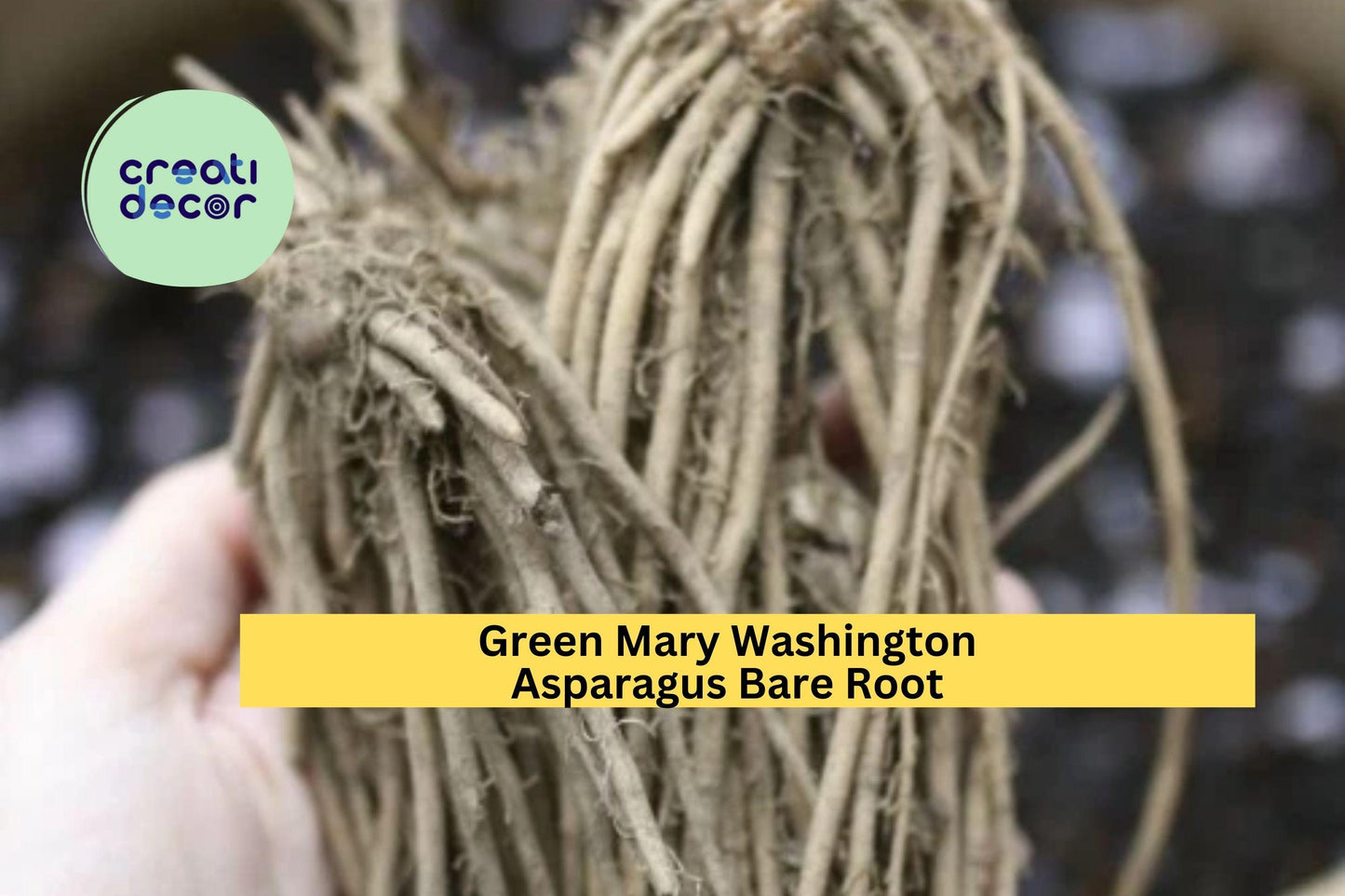25 Mary Washington Asparagus Crowns – 2 Year Old Green Asparagus Bare Root Plants, Hand Picked Nursery Quality Perennials