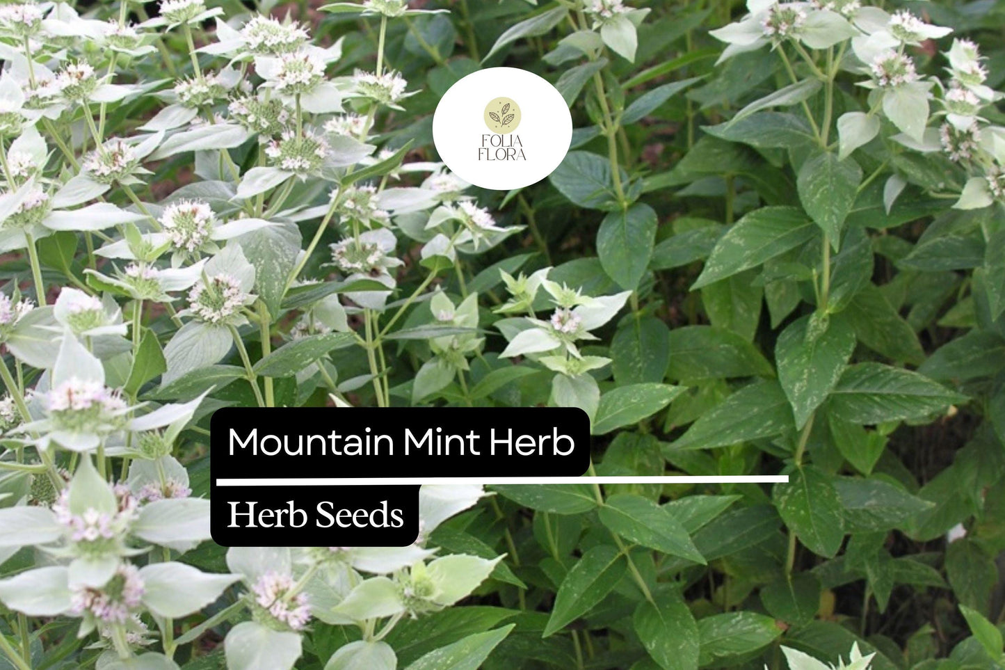 30mg Mountain Mint Herb Seeds | Pycnanthemum spp. Aromatic Perennial | Pollinator-Friendly & Medicinal Herb