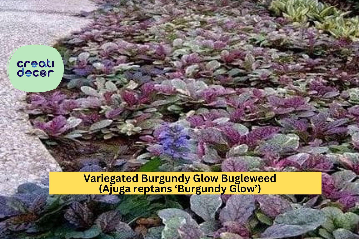 Burgundy Glow Bugleweed Live Plant – Ajuga reptans ‘Burgundy Glow’ – Variegated Groundcover with Pink, Cream, and Green Foliage