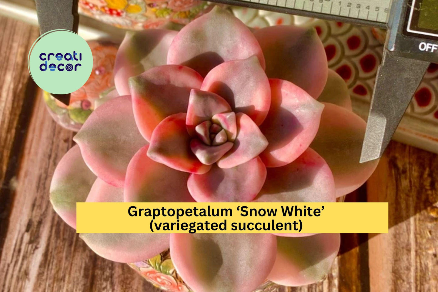 Graptopetalum ‘Snow White’ Variegated Live Succulent | Bare Root Easy-Care Indoor Plant | Unique Gift for Home or Office Décor