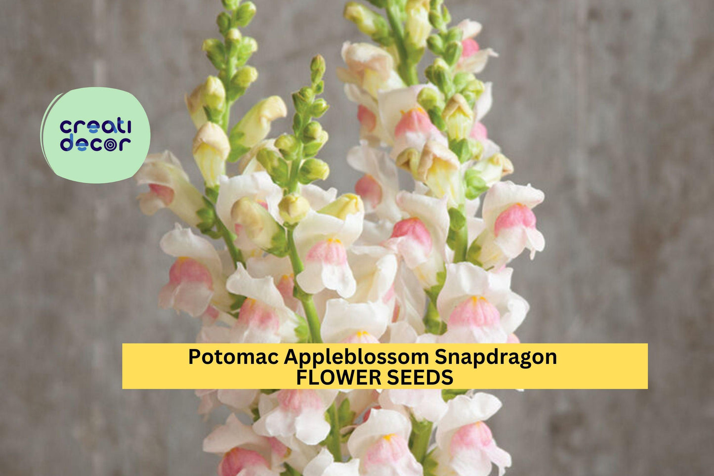 1000+ Potomac Appleblossom Snapdragon Seeds – Soft Pink & Cream Blooms for Garden Planting, Tall Spikes for Bouquets – USA
