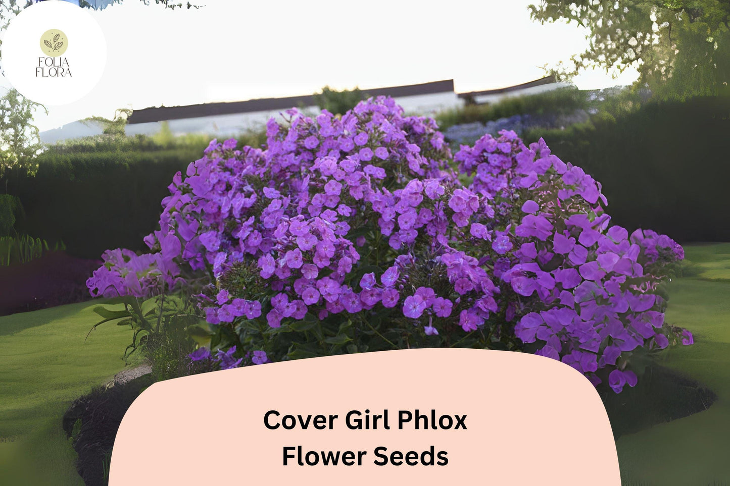100+ Cover Girl Phlox Seeds for Planting | Phlox drummondii Annual Flower Seeds | Lavender-Pink Blooms with Dark Centers