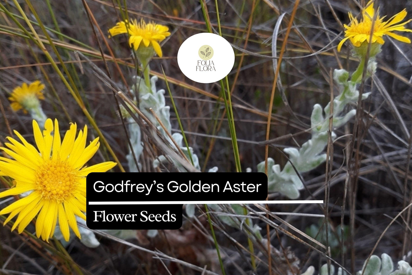 Godfrey’s Golden Aster Seeds (Chrysopsis godfreyi) | 25 Seeds | Rare Native Wildflower for Pollinators