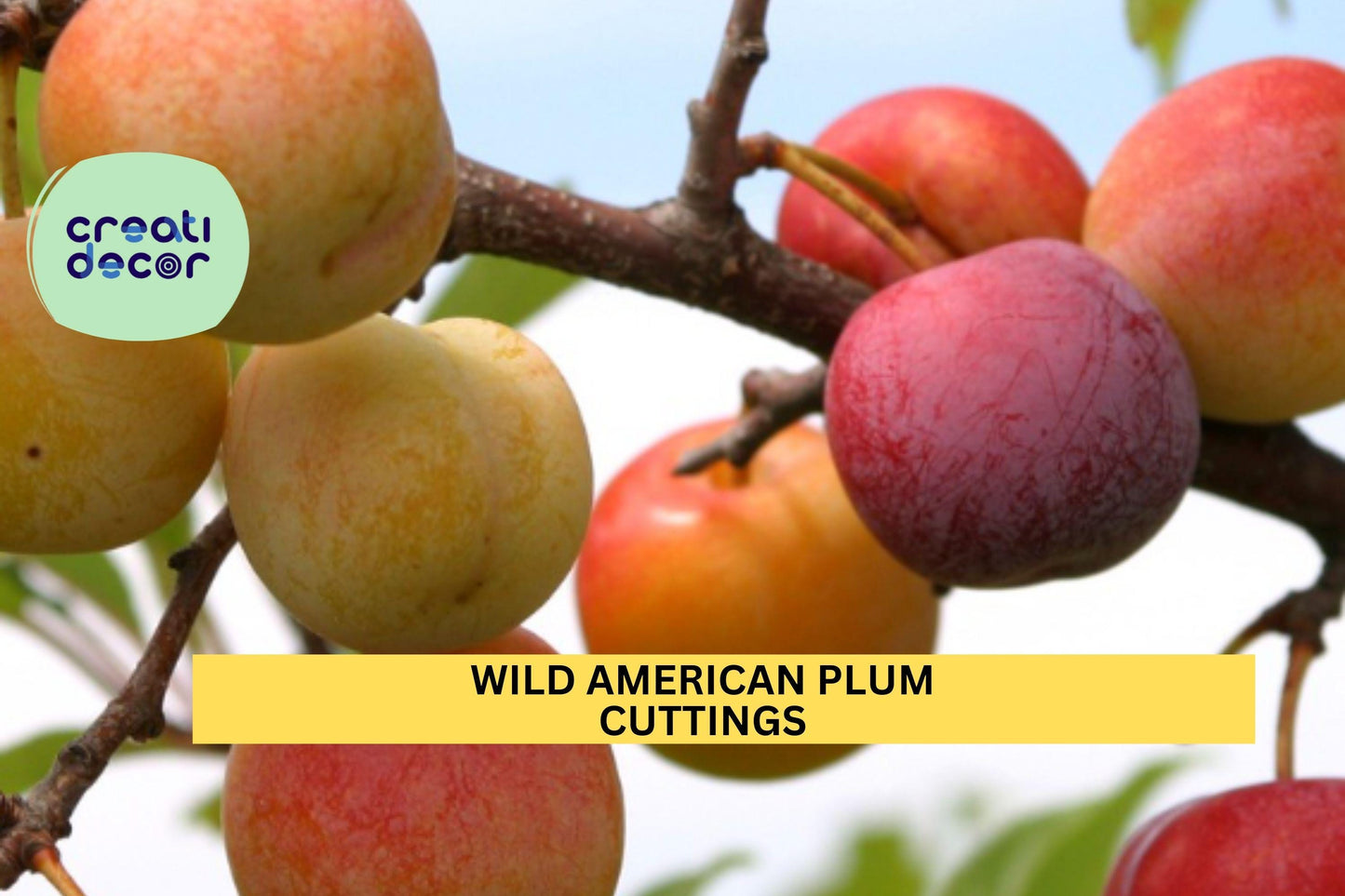 12 Wild American Plum Cuttings | Prunus Americana | Edible Fruit Tree Starter | Unrooted Scions for Wildlife & Food Forests