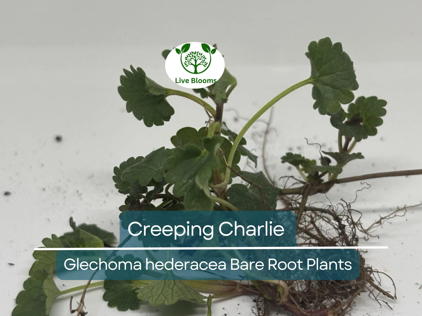 10 Creeping Charlie Vines – Bare Root Plants – Glechoma hederacea – Evergreen Groundcover – Fast-Spreading Shade Vine
