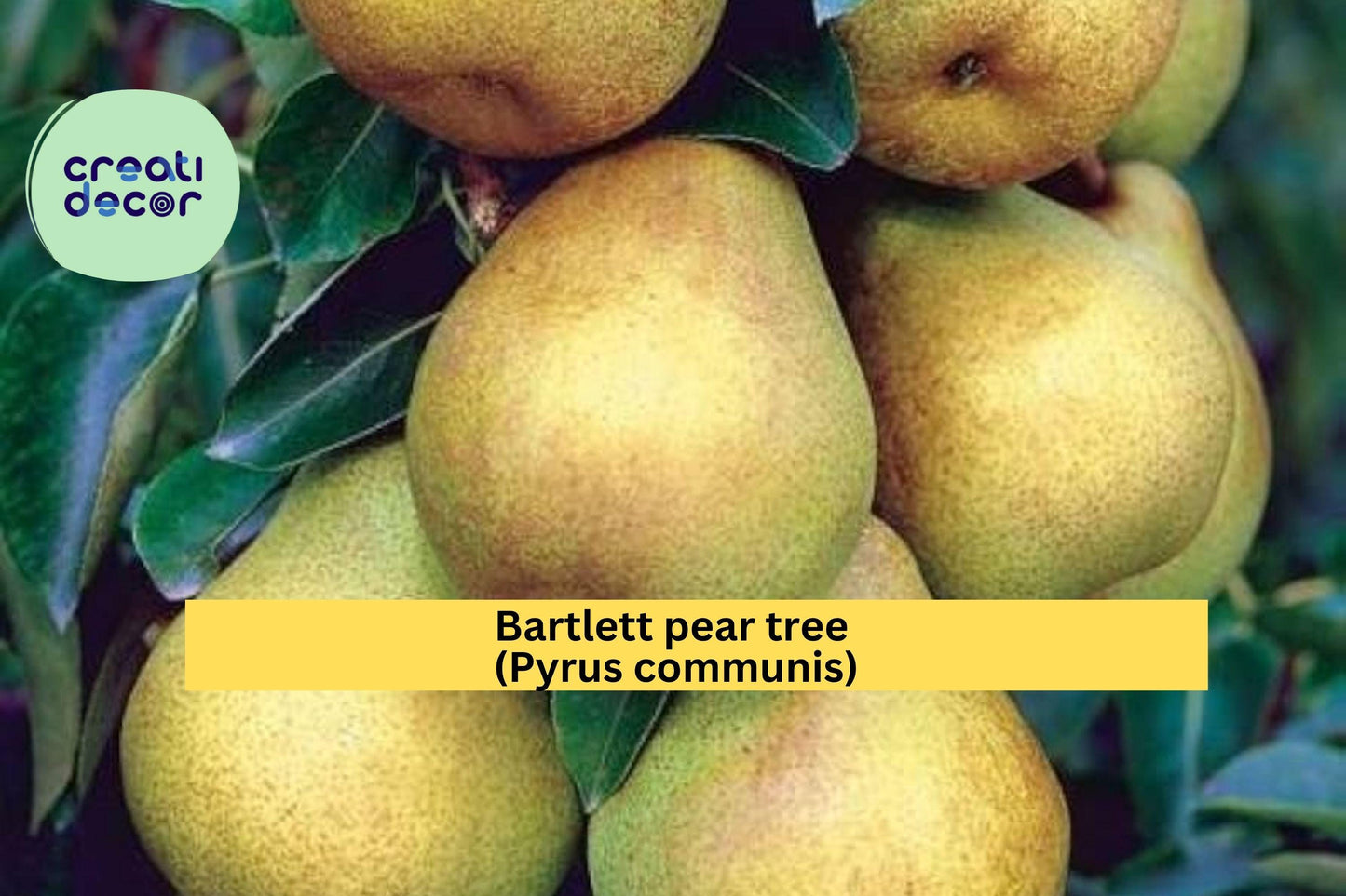Bartlett Pear Tree Cuttings – 10 Fresh Hardwood Scions for Rooting or Grafting, Fruit Tree Propagation Wood, Pyrus communis Variety