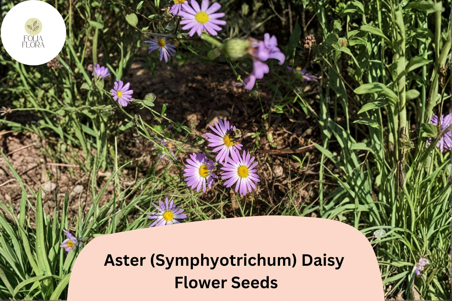 200+ Aster Daisy (Symphyotrichum novae-angliae) Seeds | Hardy Perennial Garden Flowers for Pollinators & Borders