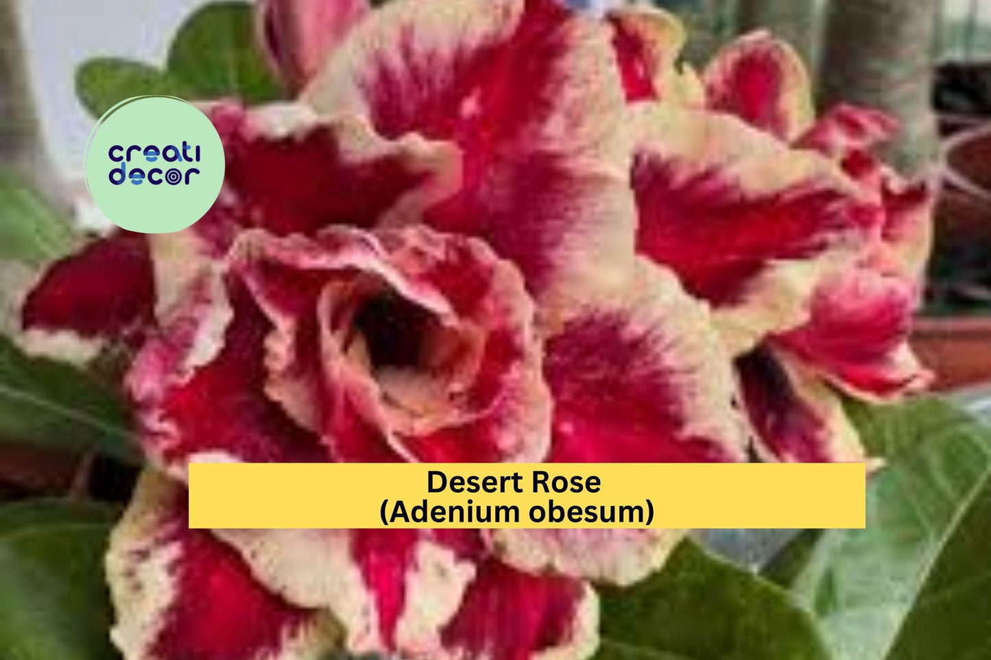 Desert Rose Plant | Adenium obesum Rooted Seedling | 4–6 Inch Live Starter for Bonsai, Patio, or Tropical Garden