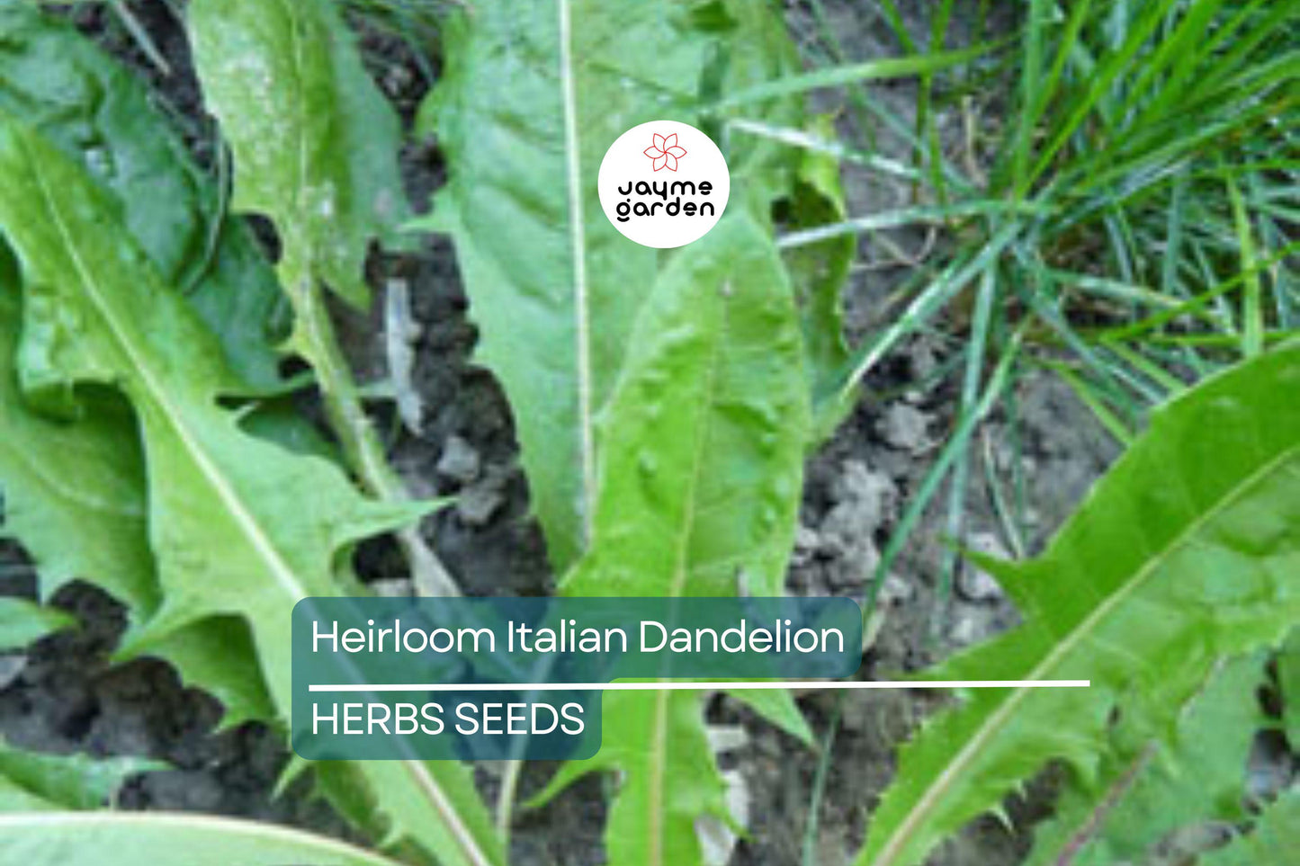 1000 Heirloom Italian Dandelion Seeds - Catalogna Emerald Endive (Cichorium intybus) - Slow-Bolting Chicory