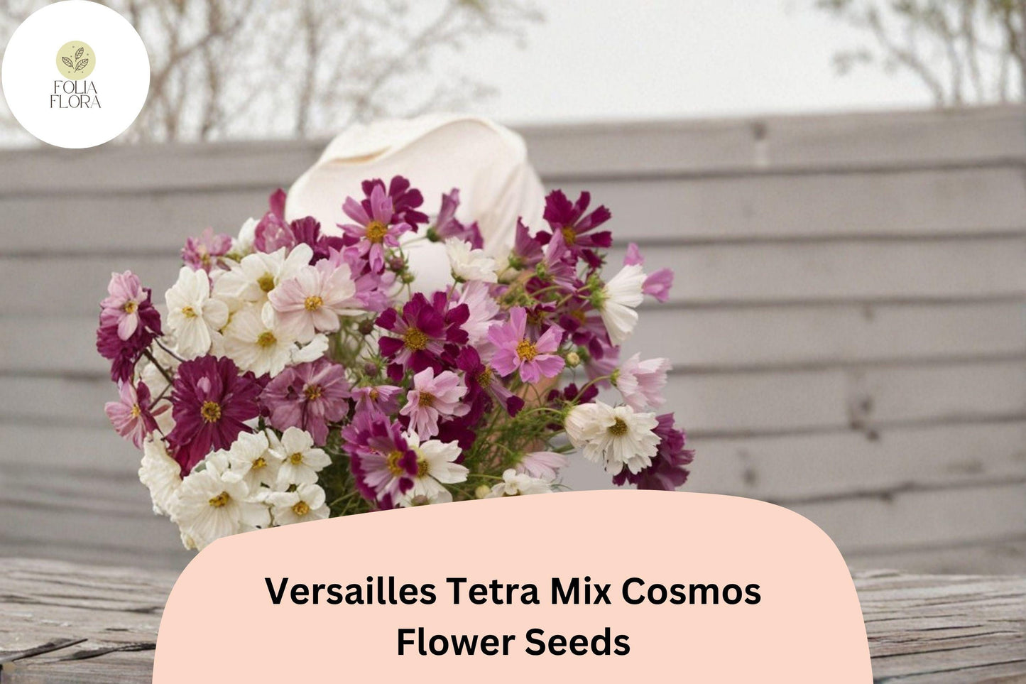 200+ Versailles Tetra Mix Cosmos Seeds | Cosmos bipinnatus Tall Cut Flower Mix | Easy Annual Garden Seeds