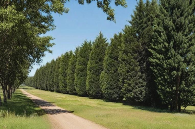 Leyland Cypress 15 Cuttings 6-8" Unrooted (Cupressus × leylandii) Fast Growing Privacy Tree