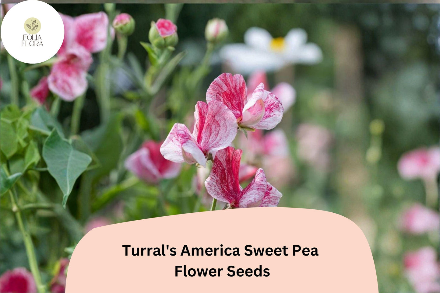 50+ Turral’s America Sweet Pea Seeds | Fragrant Red and White Striped Flower for Garden Trellis