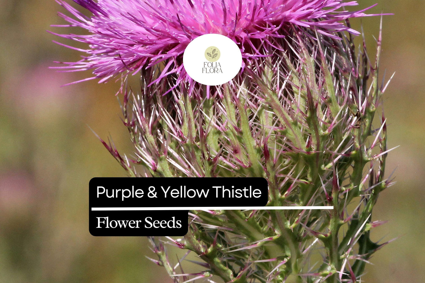 Purple & Yellow Thistle | 25 Seeds | Cirsium horridulum | Hardy Native Wildflower for Pollinators and Natural Landscapes