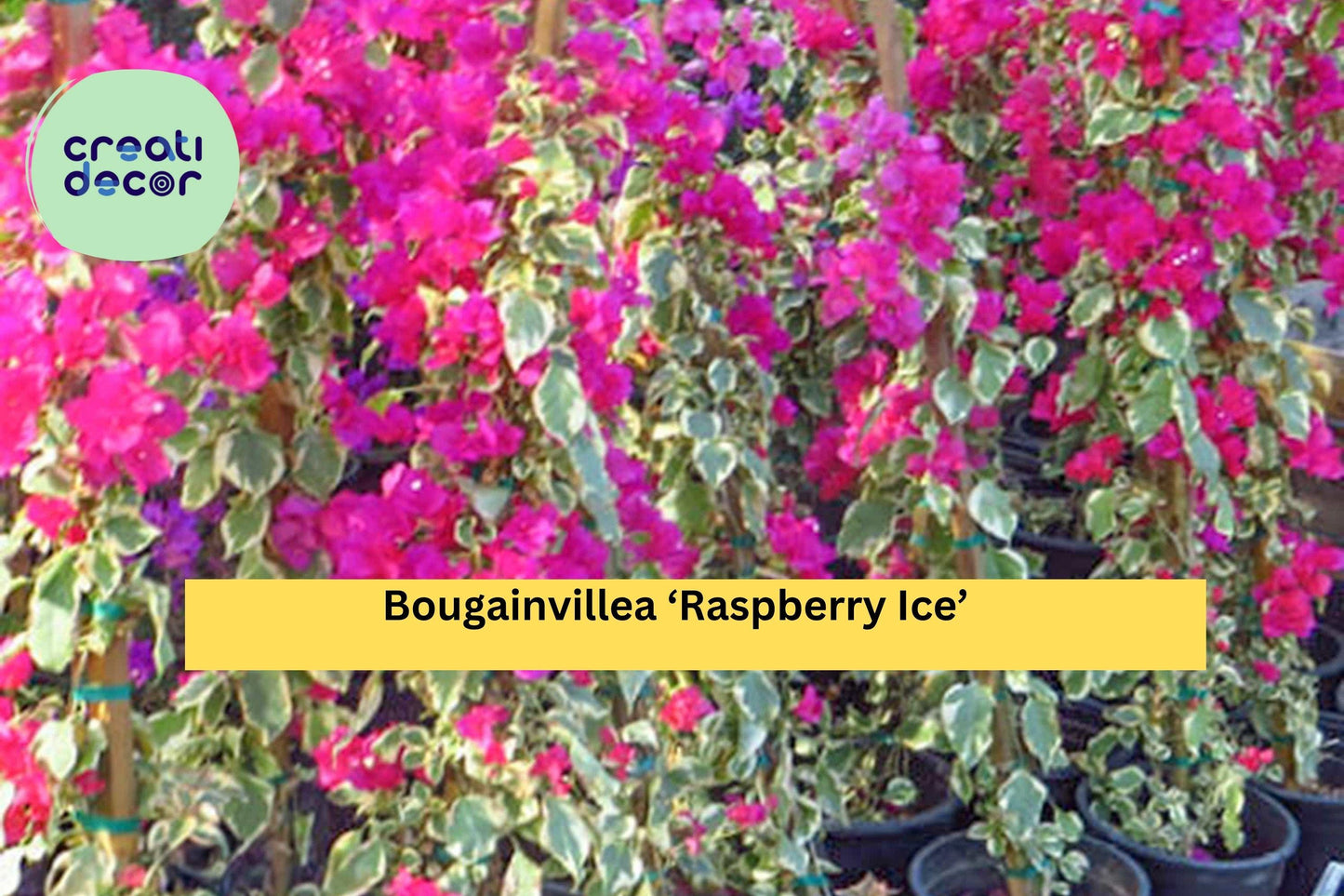 Bougainvillea ‘Raspberry Ice’ Live Plant – Rooted 3” Plug, Variegated Foliage with Pink Bracts, Tropical Flowering Vine for Garden or Patio