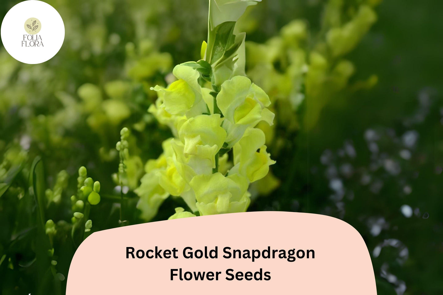 Antirrhinum majus Rocket Gold Snapdragon Seeds – 1000+ Bright Golden-Yellow Blooms for Garden & Cut Flowers
