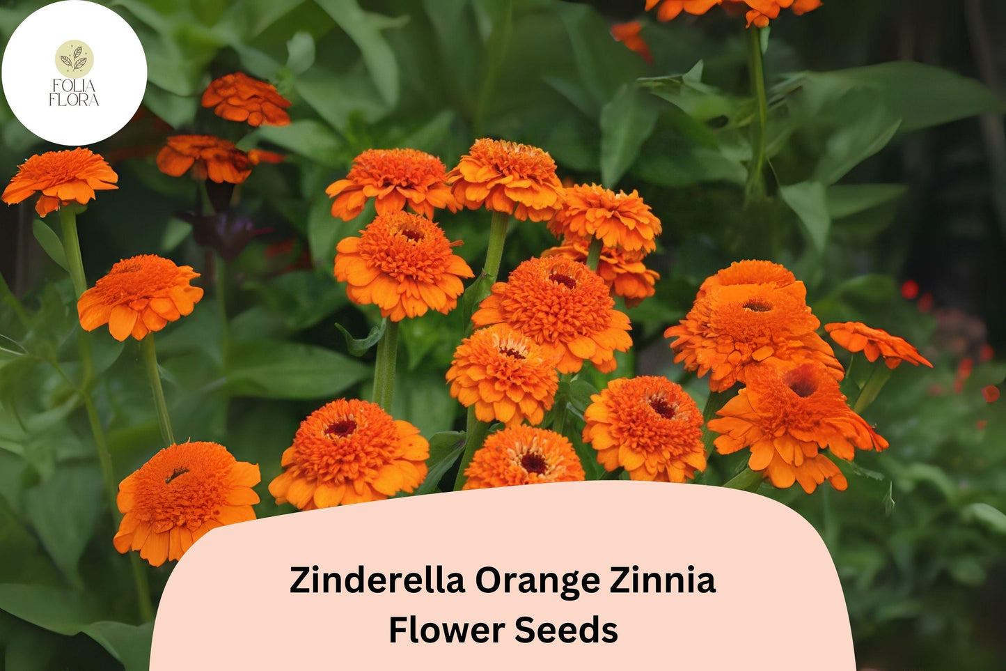 100+ Zinderella Orange Zinnia Seeds – Unique Double Bloom Non-GMO Annual Flowers for Garden Planting & Bouquets
