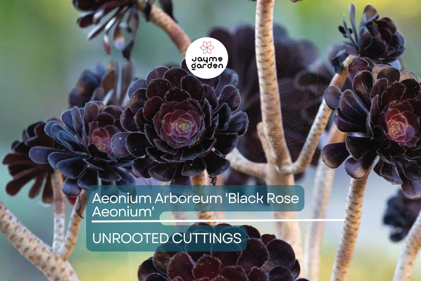 1 Aeonium Arboreum 'Black Rose' Cutting 3-5 Inch Long | Dark Burgundy Succulent | Easy Care | Full Sun/Partial Shade