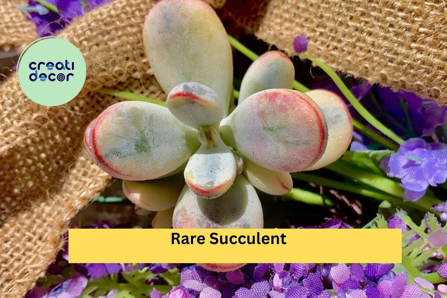 Rare Succulent Plants – 2.2” Bare Root Mix – Easy Care Live Indoor Plants for Home Office Decor or Terrarium Collection