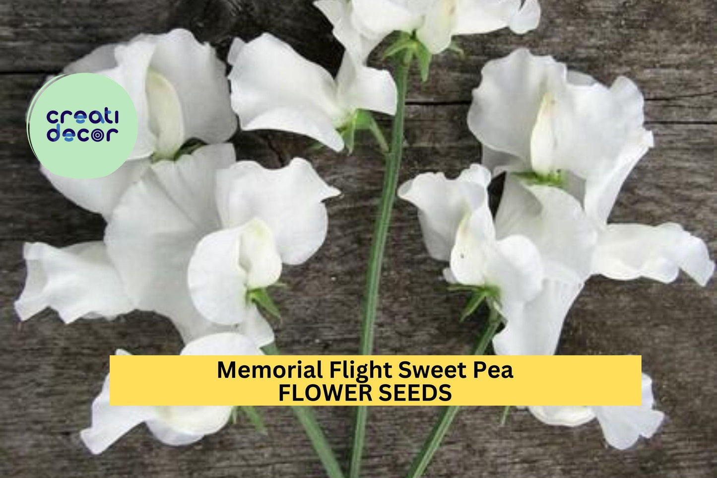 50+ Memorial Flight Sweet Pea Seeds – Soft Blue Fragrant Blooms for Garden Planting, Climbing Vines for Trellises & Bouquets – USA