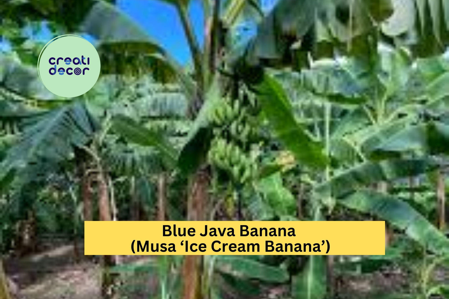 Blue Java Banana Plant | Musa ‘Ice Cream Banana’ Rooted Starter | Live Tropical Fruit Tree for Outdoor Garden or Container
