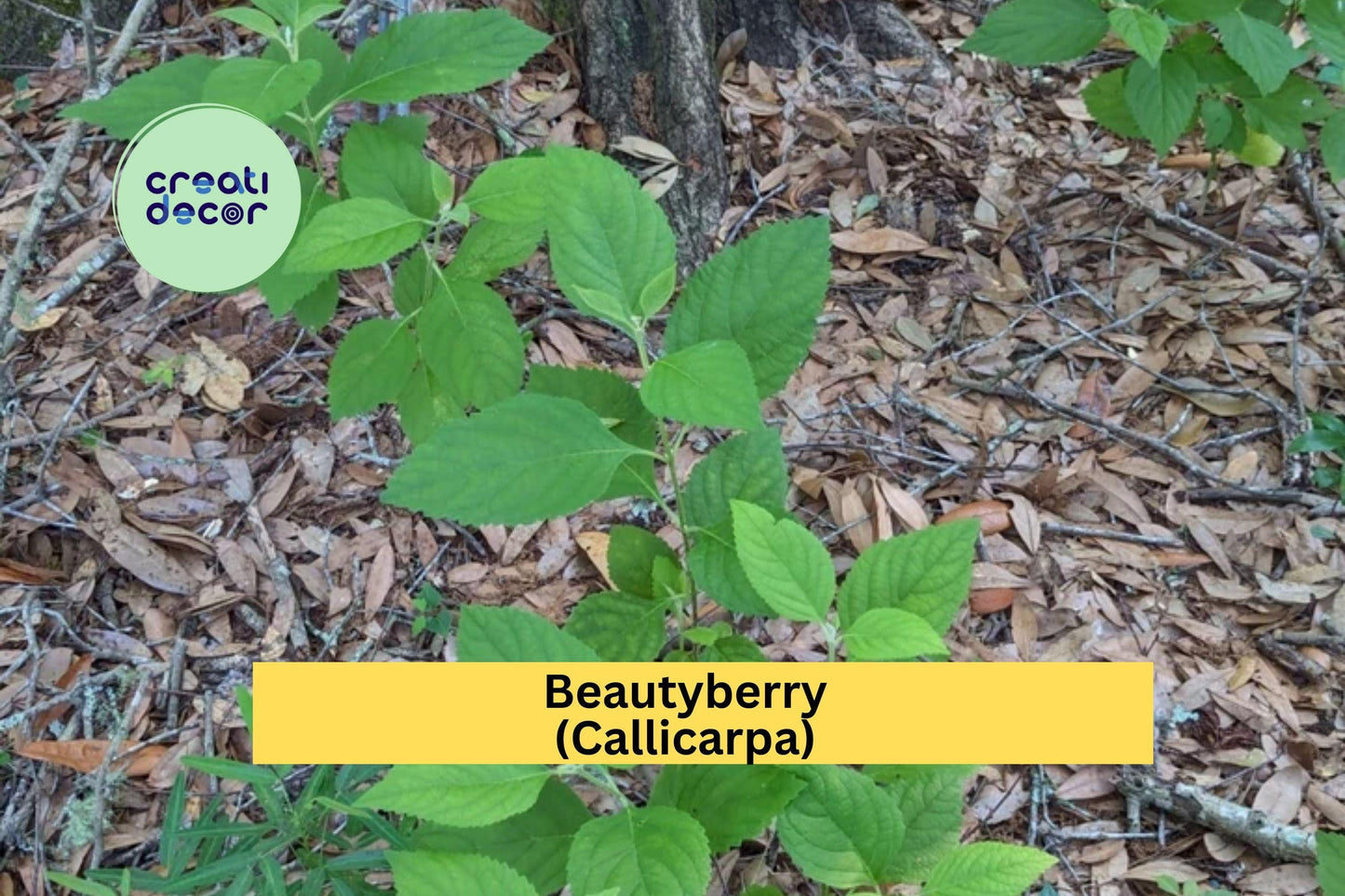 Beautyberry Bush Cuttings | 4 Fresh Callicarpa Stems | Unrooted Live Plant Cuttings for Propagation and Garden Growing