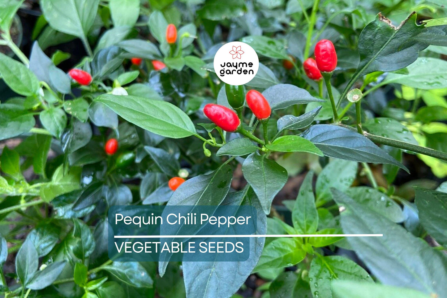 50+ Pequin Chili Pepper Seeds - 24" Hot Piquin Bird Pepper - NON-GMO USA