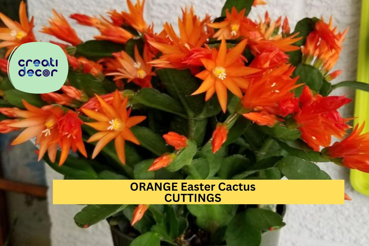 Orange Easter Cactus Cutting | Hatiora gaertneri | 1 Unrooted Segment | Spring Blooming Houseplant | Read Description