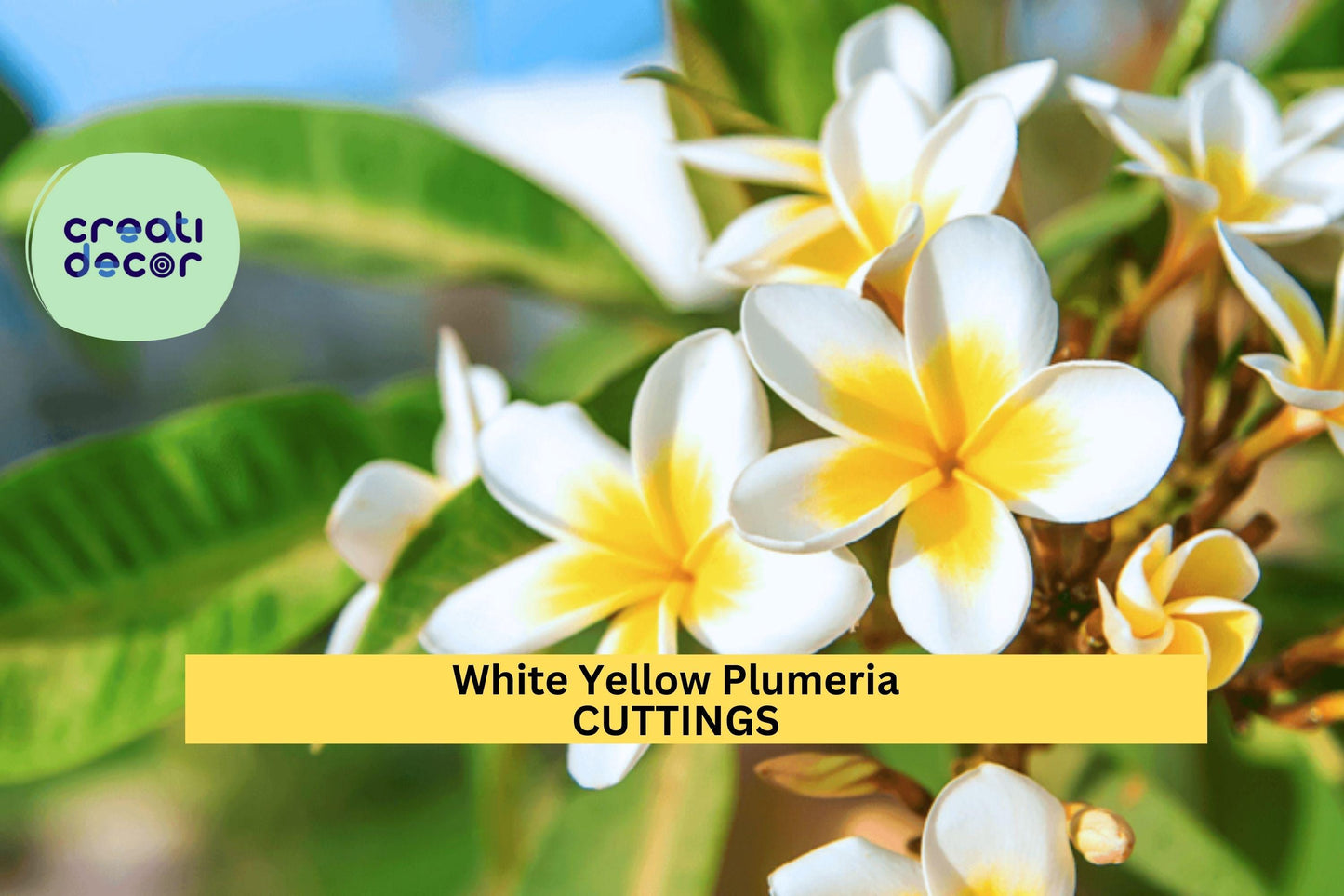1 White Yellow Plumeria Cutting | Florida Grown Frangipani | 10" Unrooted Tropical Starter | Sweet-Scented Flower Tree