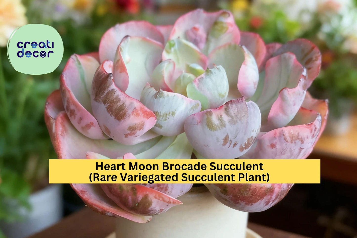 Heart Moon Brocade Succulent – Rare Variegated Bare Root Plant – Easy Care Live Succulent for Indoor or Garden Display