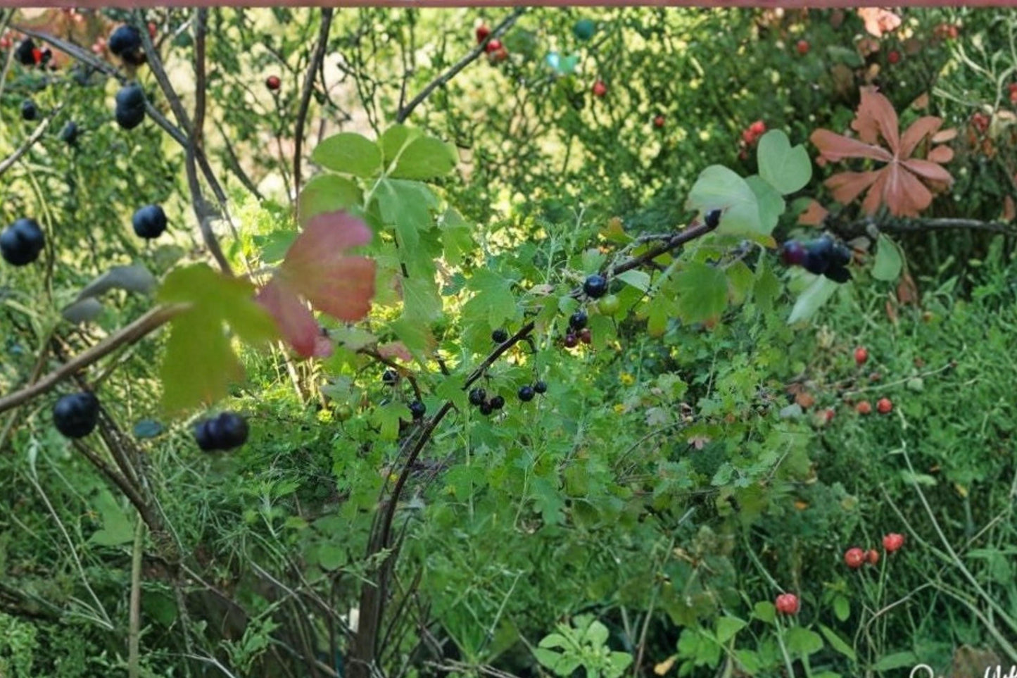 Jostaberry 12 Cuttings Not Rooted (Ribes × nidigrolaria) Gooseberry Hybrid