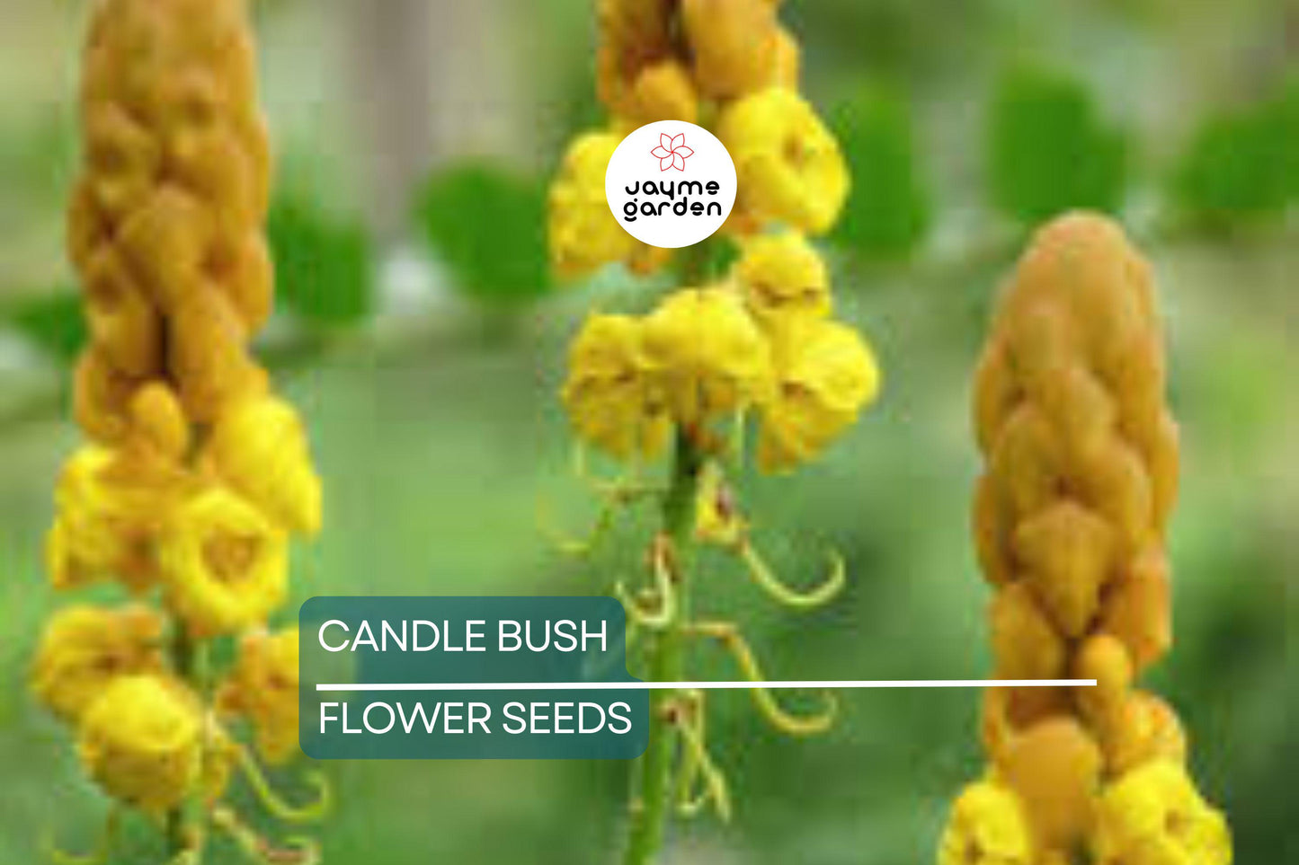 20 Candle Bush Seeds (Cassia Alata) – Fast-Growing Senna Tree, Butterfly Flower