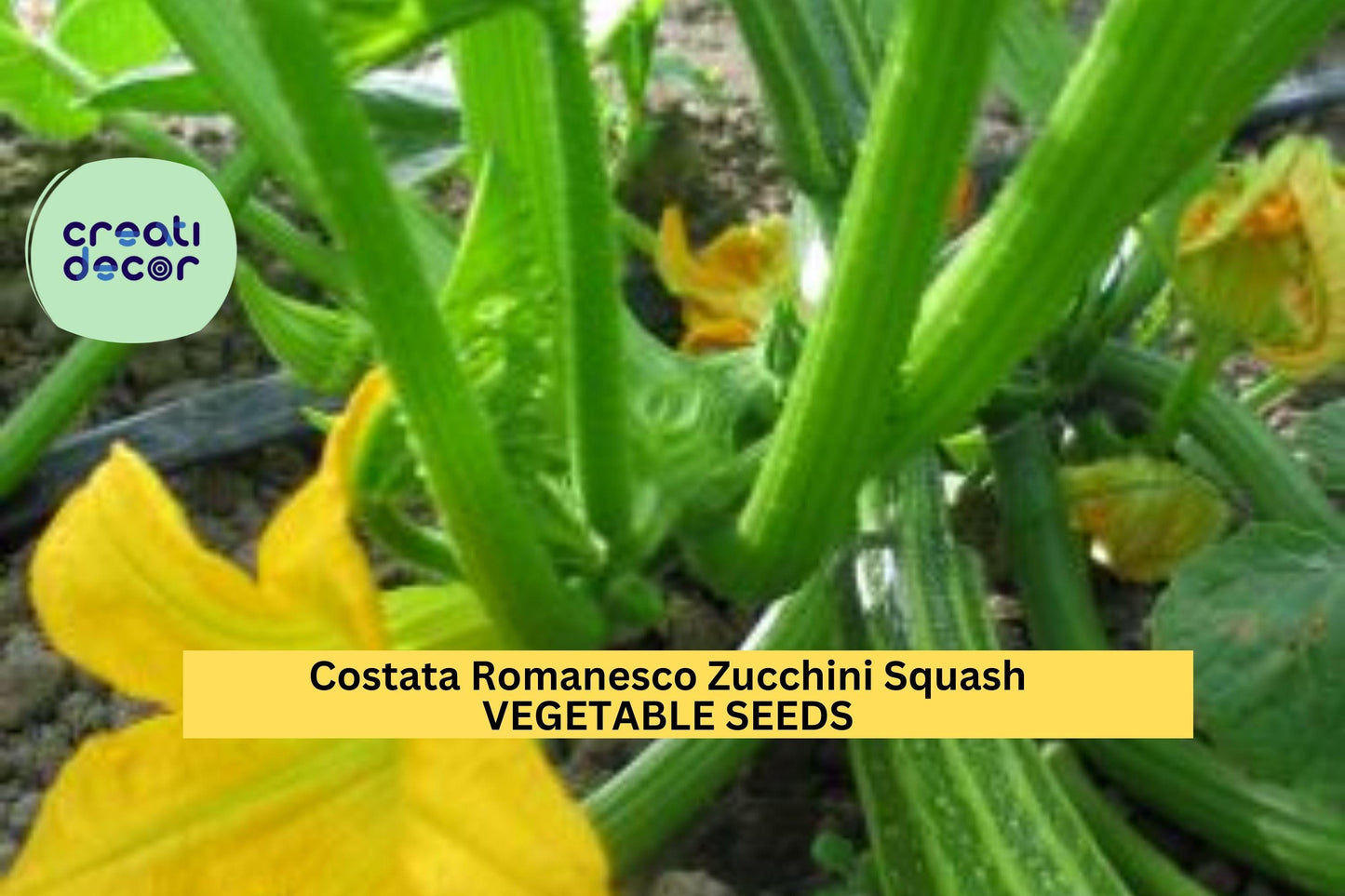25+ Costata Romanesco Zucchini Seeds – Italian Heirloom Summer Squash for Garden Planting, Ribbed Fruits with Nutty Flavor – USA