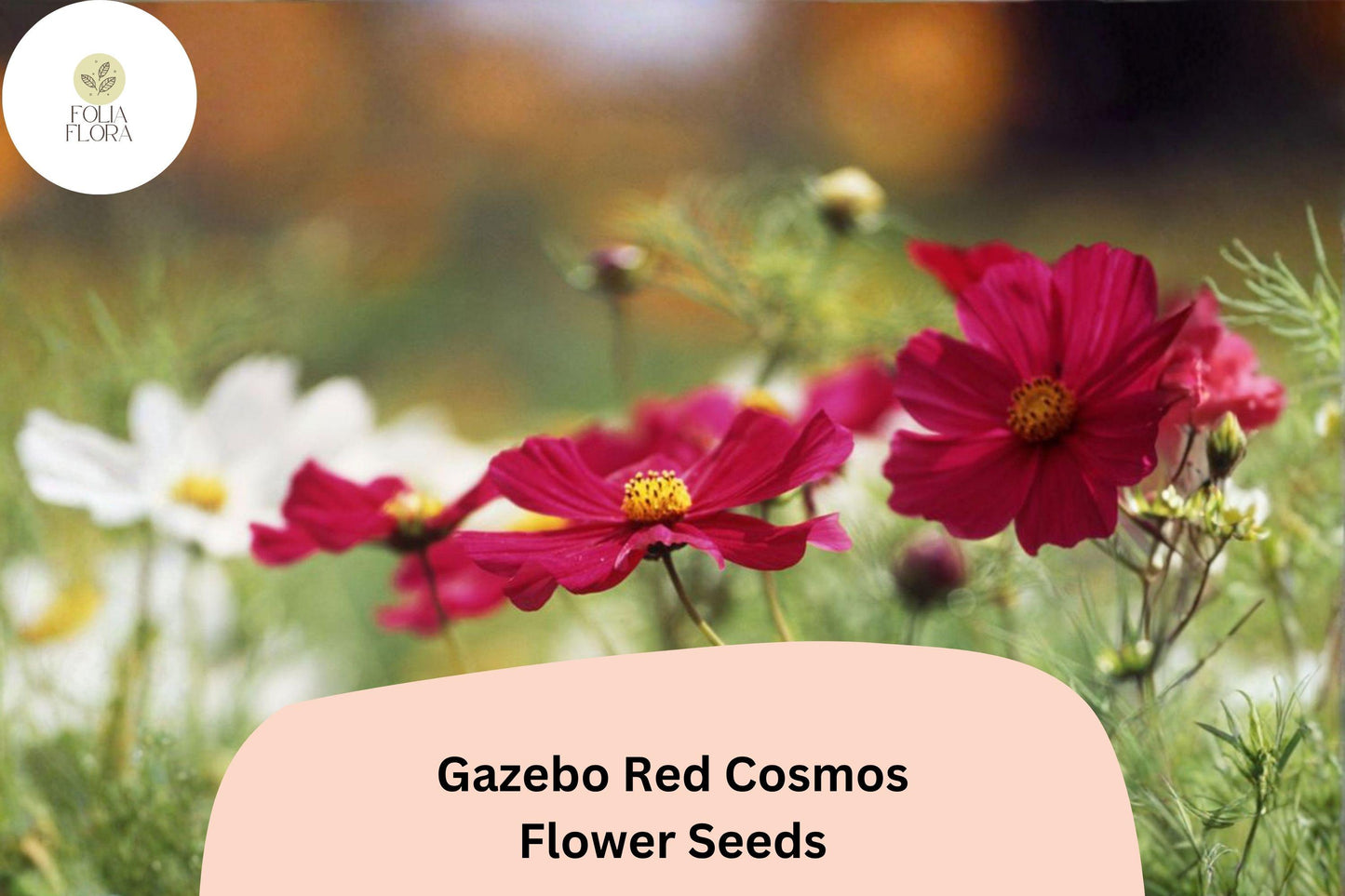 200+ Gazebo Red Cosmos Seeds | Cosmos Bipinnatus Scarlet Blooms | Bright Red Garden & Cut Flower Seeds