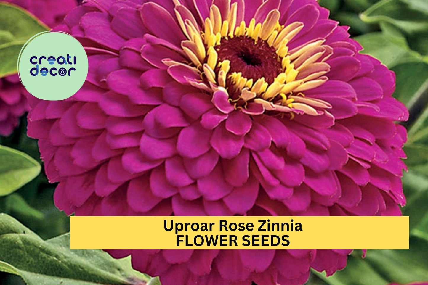 100+ Uproar Rose Zinnia Seeds – Vibrant Rose-Pink Blooms for Garden Planting, Long-Lasting Cut Flowers for Beds & Borders – USA