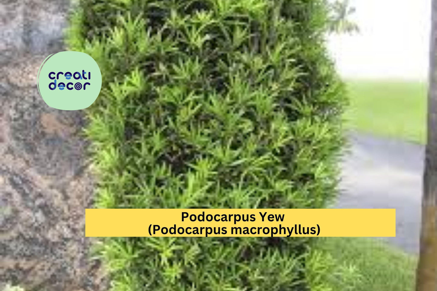 Podocarpus Yew Plant | Podocarpus macrophyllus | One Bare Root Live Evergreen Shrub
